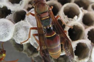 Australian paper wasp